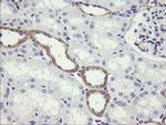 NR1 Antibody in Immunohistochemistry (Paraffin) (IHC (P))