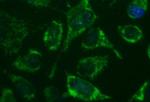 GBAS Antibody in Immunocytochemistry (ICC/IF)