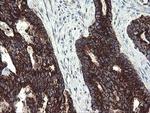 GBAS Antibody in Immunohistochemistry (Paraffin) (IHC (P))