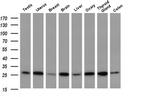 GBAS Antibody in Western Blot (WB)