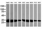 GBAS Antibody in Western Blot (WB)