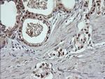 DDT Antibody in Immunohistochemistry (Paraffin) (IHC (P))