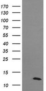 DDT Antibody in Western Blot (WB)