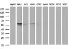 DIXDC1 Antibody in Western Blot (WB)