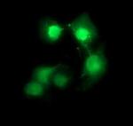 CDC123 Antibody in Immunocytochemistry (ICC/IF)