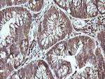 CDC123 Antibody in Immunohistochemistry (Paraffin) (IHC (P))