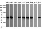 CDC123 Antibody in Western Blot (WB)