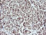 MYBPH Antibody in Immunohistochemistry (Paraffin) (IHC (P))