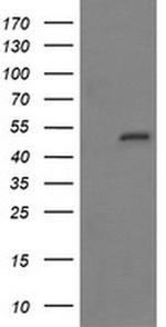 MYBPH Antibody in Western Blot (WB)