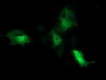 CDC123 Antibody in Immunocytochemistry (ICC/IF)