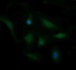 CDC123 Antibody in Immunocytochemistry (ICC/IF)