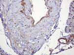 PARVB Antibody in Immunohistochemistry (Paraffin) (IHC (P))