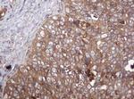 ARPC5 Antibody in Immunohistochemistry (Paraffin) (IHC (P))