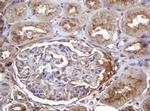 ARPC5 Antibody in Immunohistochemistry (Paraffin) (IHC (P))