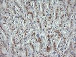 MDMX Antibody in Immunohistochemistry (Paraffin) (IHC (P))