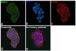 RAB21 Antibody in Immunocytochemistry (ICC/IF)