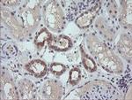 RAB21 Antibody in Immunohistochemistry (Paraffin) (IHC (P))