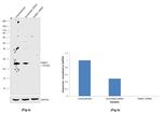 RAB21 Antibody in Western Blot (WB)