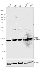 RAB21 Antibody in Western Blot (WB)