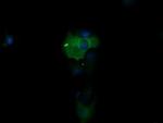 PIK3R5 Antibody in Immunocytochemistry (ICC/IF)