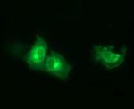 Synaptotagmin 4 Antibody in Immunocytochemistry (ICC/IF)