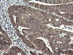 Synaptotagmin 4 Antibody in Immunohistochemistry (Paraffin) (IHC (P))