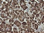 Synaptotagmin 4 Antibody in Immunohistochemistry (Paraffin) (IHC (P))