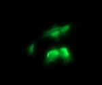 RALB Antibody in Immunocytochemistry (ICC/IF)