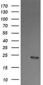 RALB Antibody in Western Blot (WB)