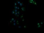 RASSF8 Antibody in Immunocytochemistry (ICC/IF)