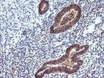 RASSF8 Antibody in Immunohistochemistry (Paraffin) (IHC (P))