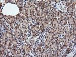 RASSF8 Antibody in Immunohistochemistry (Paraffin) (IHC (P))