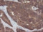 RASSF8 Antibody in Immunohistochemistry (Paraffin) (IHC (P))