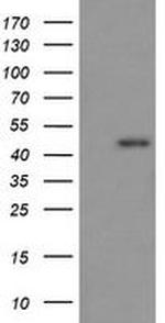 RASSF8 Antibody in Western Blot (WB)