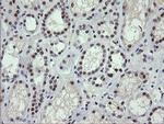 SESTD1 Antibody in Immunohistochemistry (Paraffin) (IHC (P))