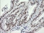 SESTD1 Antibody in Immunohistochemistry (Paraffin) (IHC (P))