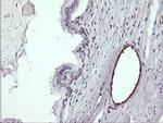 TRIM38 Antibody in Immunohistochemistry (Paraffin) (IHC (P))