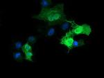 PARVA Antibody in Immunocytochemistry (ICC/IF)