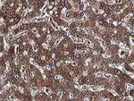 PIK3C2B Antibody in Immunohistochemistry (Paraffin) (IHC (P))