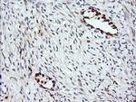 ERG Antibody in Immunohistochemistry (Paraffin) (IHC (P))