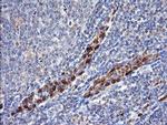 ERG Antibody in Immunohistochemistry (Paraffin) (IHC (P))