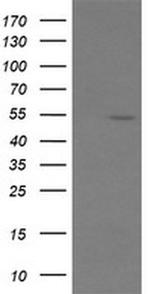 ERG Antibody in Western Blot (WB)