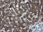 ACAA2 Antibody in Immunohistochemistry (Paraffin) (IHC (P))