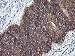 ACAA2 Antibody in Immunohistochemistry (Paraffin) (IHC (P))