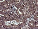 COX6C Antibody in Immunohistochemistry (Paraffin) (IHC (P))