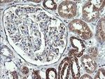 COX6C Antibody in Immunohistochemistry (Paraffin) (IHC (P))