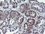 RFC4 Antibody in Immunohistochemistry (Paraffin) (IHC (P))