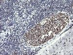 RFC4 Antibody in Immunohistochemistry (Paraffin) (IHC (P))