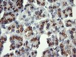 ERG Antibody in Immunohistochemistry (Paraffin) (IHC (P))