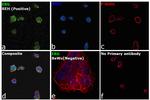 ERG Antibody